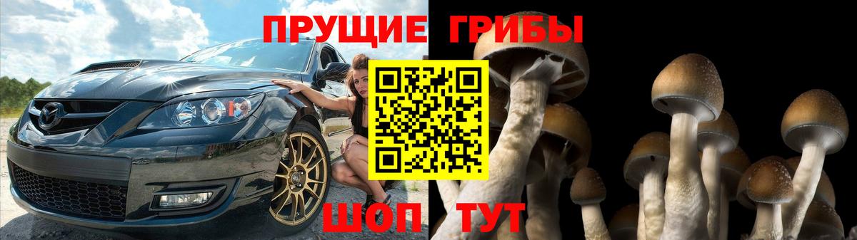 Энгельс  Псилоцибиновые грибы прущие грибы  Галлюциногенные грибы Psilocybine cubensis  Вход с VPN 